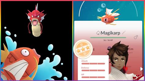 Pokemon Go Magikarp Community Day Shiny Iv Evolve Youtube