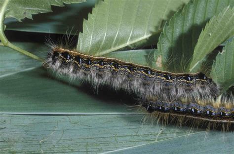 6 Fascinating Facts About Tent Caterpillars 69445 Hot Sex Picture