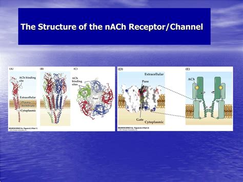 Ppt Neurotransmitter Receptors Powerpoint Presentation Free Download