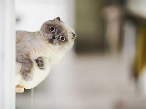 8 Strange Cat Behaviours Explained - Ultimates