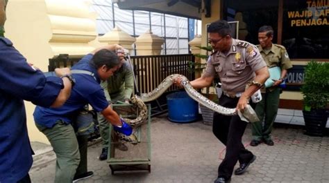 Bersarang Di Atap Rumah Ular Piton Meter Gegerkan Warga Cilegon