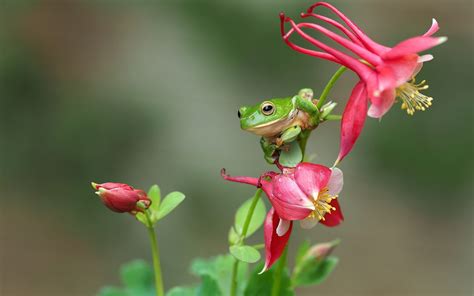 Green Tree Frog Animals Macro Frog Amphibian Hd Wallpaper