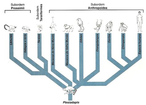 O Que É Evolução Biológica - Prof. Job Fonsêca: Evolução biológica humana