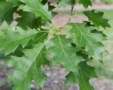 Shumard Oak Shade Trees Mcmakin Farms