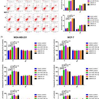 Mir B C P And Nk R Regulate Apoptosis In Breast Cancer Mdamb