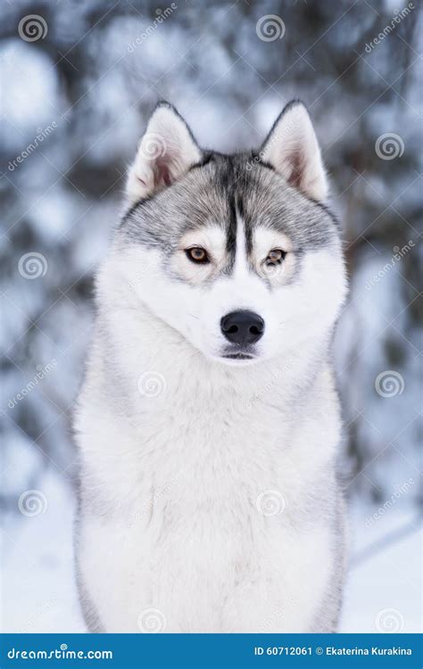 Purebred husky in winter stock image. Image of competition - 60712061