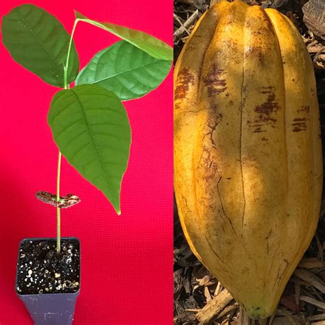 TRINITARIO Theobroma Cacao Cocoa Chocolate Fruit Tree Potted Plant Yellow Large Pod 10-13 - Etsy