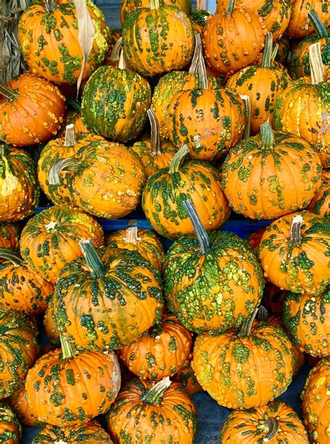 Solve Pumpkins 3 Jigsaw Puzzle Online With 70 Pieces