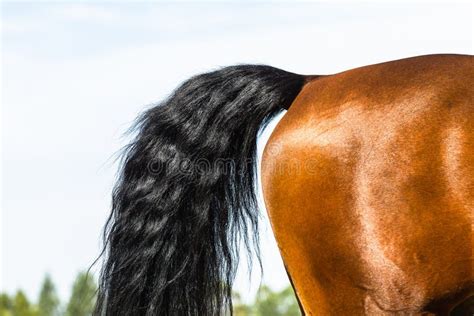 Post Rieur De Queue De Jambe De Cheval Photo Stock Image Du Patte