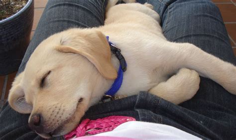 Cuantas Horas Al Dia Duerme Un Cachorro De Meses