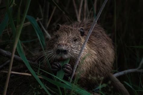 6 Fakta Nutria Tikus Besar Yang Ternyata Spesies Invasif