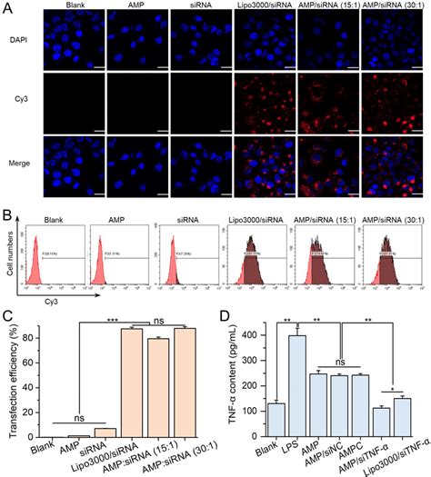 Amp Mediated Sirna Transfection And Gene Silencing In Lps Induced