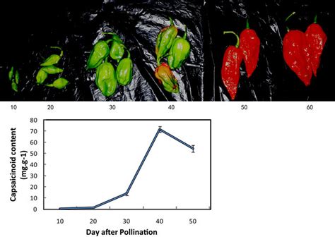 Guijiaowang’ Fruits And Capsaicinoid Content Of Fruit Placenta At Download Scientific Diagram