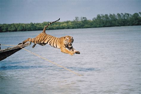 Travel Guide to Sundarbans National Park