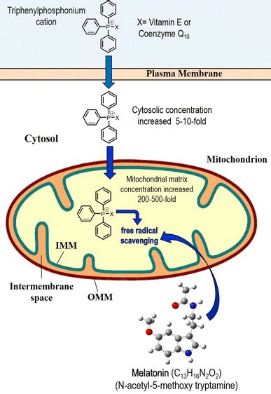 The Structure Of Synthetically Produced Mitochondria Targeted