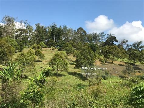 Raub Acres Musang King Durian Orchard For Sales Pahang Raub