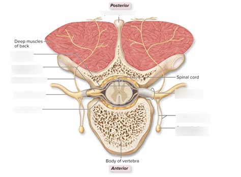 Spinal Nerve Branches Diagram Quizlet