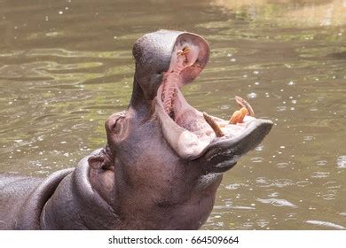 Hippopotamuses Showing Huge Jaw Teeth Hippopotamus Stock Photo 616673393 | Shutterstock