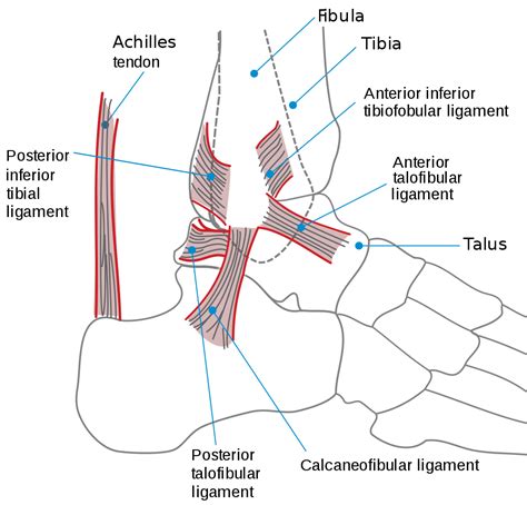 Ankle Instability — Daniel Bohl Md Midwest Orthopaedics At Rush