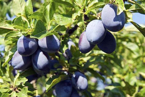 When And How To Fertilize Plum Trees World Of Diy