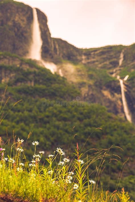 Spring Flowers in Norwegian Mountains Stock Image - Image of flowers, north: 109167743