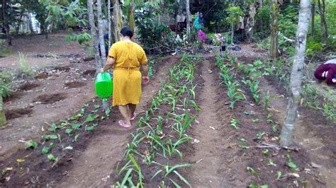 Intensifikasi Tanaman Toga ULM Bikin Pekarangan Rumah Warga Mandiangin