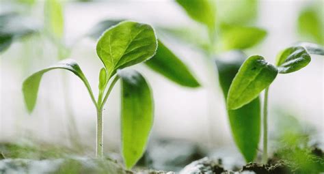 Empreendedorismo Verde O Que E Como Aplicar Nos Neg Cios