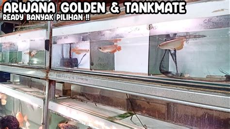 Arwana Golden Tankmate Ready Banyak Pilihanaqa Rangers Fish Pasar