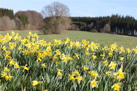 Ontdek De Oostkantons In De Lente Ostkantons Pers