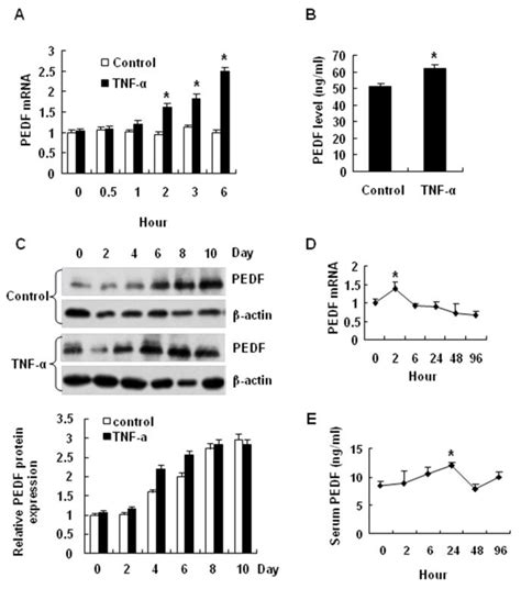 A Pedf Mrna Expression In 3t3 L1 Cells Before And After Tnf α