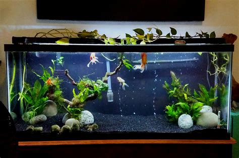 best goldfish limping at home 7