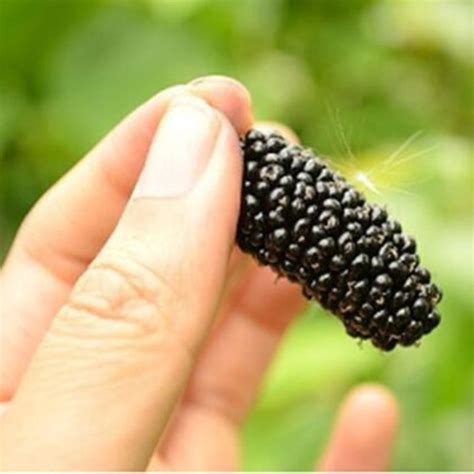 Pcs Black Mulberry Morus Nigra Seeds Bestseedsonline Free