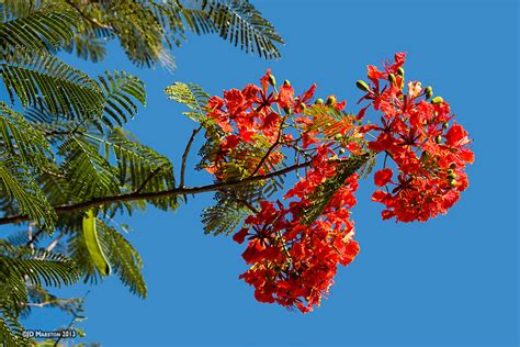 Poinciana Delonix Regia Perth Wa Online Garden Centre