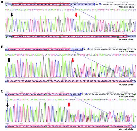 Sanger Sequencing Electropherograms Of Novel Duplications A Novel