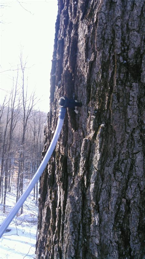 Maple Tree Tapping: The Sap Flow Begins | Vermont Maple Direct