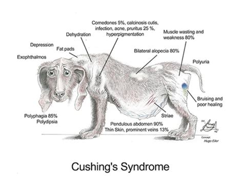 Symptoms Of Cushings Syndrome — Canine Skin Solutions