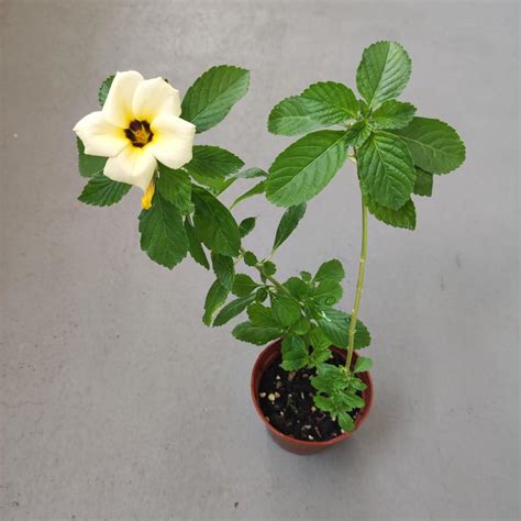 White Buttercup Flowers Turnera Subulata Pollinator Plant Furniture