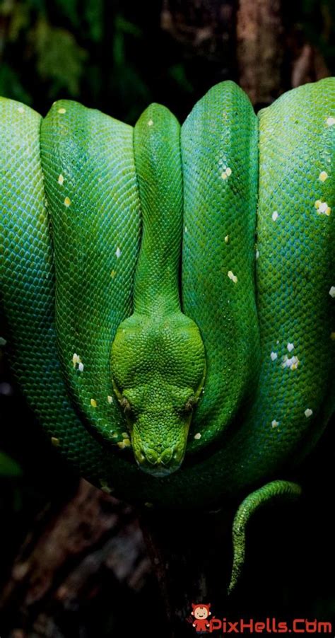 green python snake wallpaper animal wallpaper desktop wallpaper art