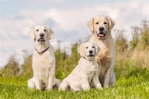 10 Best Labrador Breeders (2024): Our Top 10 Picks!