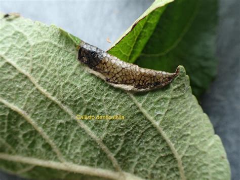 Callisto Denticulella Suffolk Micro Moths The Micro Moths Of Suffolk