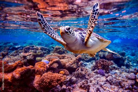 Sea Turtle Swims Under Water On The Background Of Coral Reefs Stock