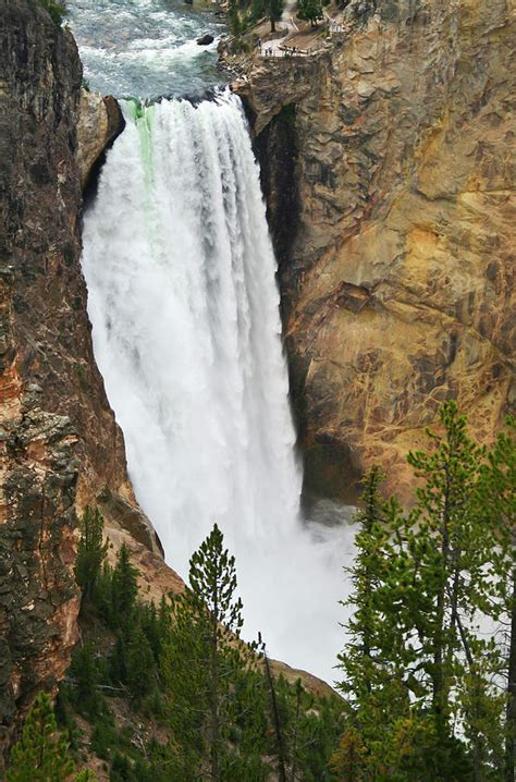 Lower Yellowstone Falls Yellowstone National Park Wyoming Photograph