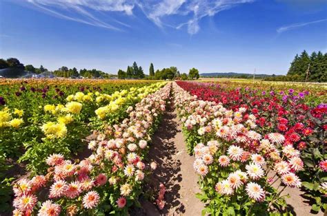 10 Breathtaking Flower Fields Near Portland Locals Guide