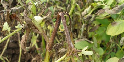 Late Blight Of Potato Disease Cycle