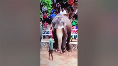 Elephant Show Shortvideo Youtube