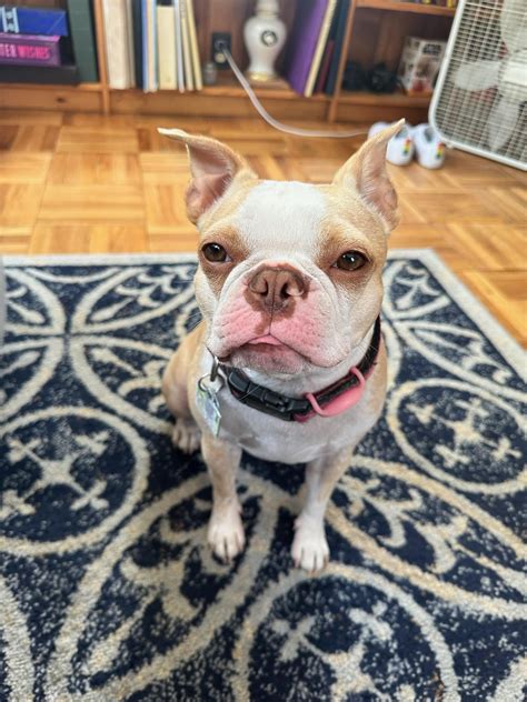 What do you mean I can't eat poop? : r/BostonTerrier