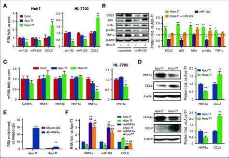 Io Negatively Regulated Hnf4a And Mir 122 Expression In Hepatocyte Cell