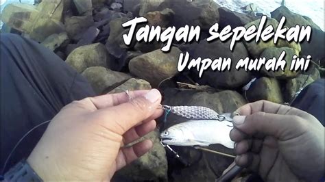 PREDATOR MUARA INI TAKLUK PAKAI LURE SPOON MURAH MERIAH BRO YouTube