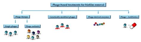 Antibiotics Free Full Text Phages For Biofilm Removal