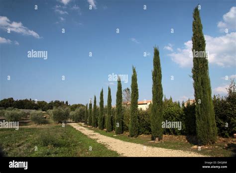 Cypress Tree Hi Res Stock Photography And Images Alamy